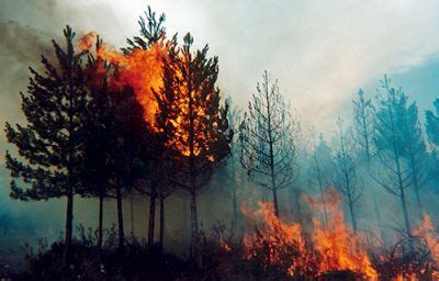 La Intencionalidad Humana Es La Principal Causa De Los Incendios Forestales