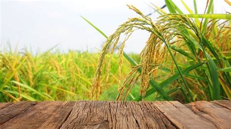 Thai Rice Ears On Wooden Table