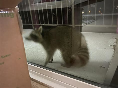 Yesterday I Learned That Raccoons Can Climb Brick Walls Rraccoons