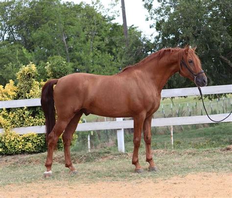 Chestnut Andalusian Horses