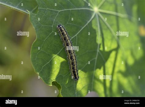 Backlit Nasturtium Leaf Hi Res Stock Photography And Images Alamy