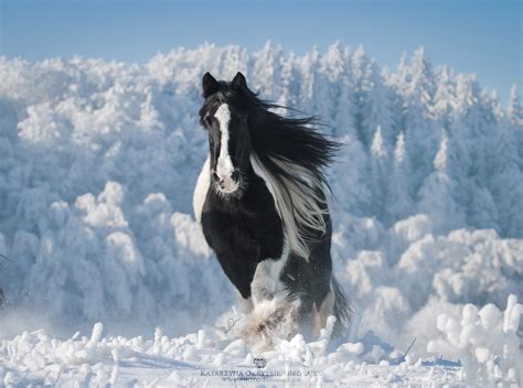 Kudłaty Plener Fotograficzny 2023 Katarzyna Okrzesik Mikołajek EQUINE