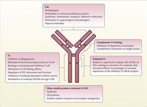 Intravenous Immune Globulin In Autoimmune And Inflammatory Diseases Nejm