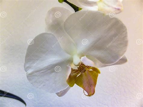 Closeup Of Very Beautiful White Phalaenopsis Orchid Flower Head