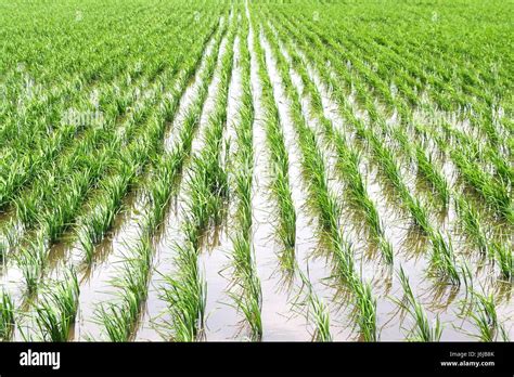 Scenic Shot Of Paddy Field In Malaysia Stock Photo Alamy