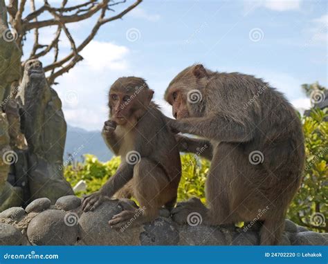 Macacos Engraçados Foto De Stock Imagem 24702220