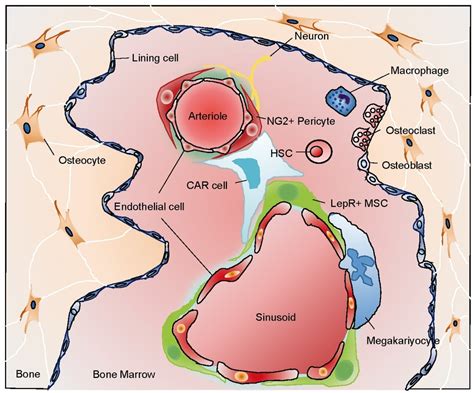 Bone Marrow Niches For Hscs Two Anatomically Distinct Bone Marrow