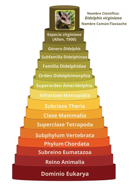 Categorías Taxonómicas