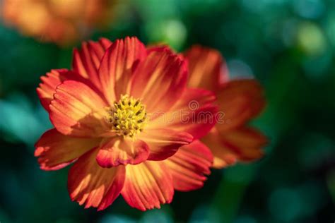 Cosmos Do Enxofre Ou Cosmos Cor De Rosa No Jardim Flor Do Cosmos Do