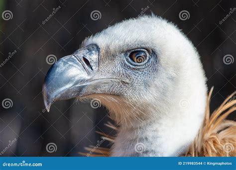 A Very Close Up Head Shot Of A Lappet Faced Vulture Or Nubian Vulture