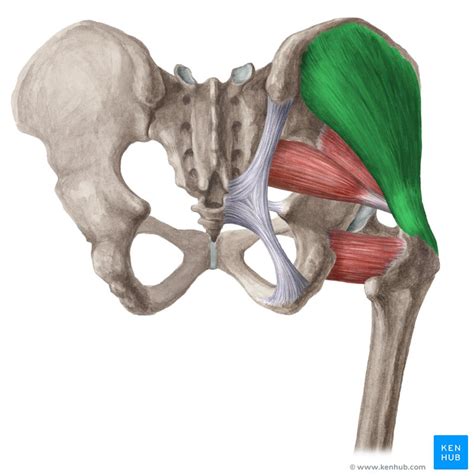 Gluteus Medius Muscle Anatomy