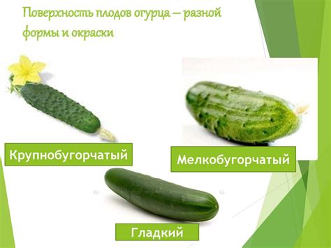 Строение и особенности огурца - презентация онлайн