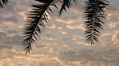 Silueta De Hoja De Palmera Al Atardecer Foto Premium