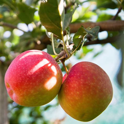 Malus Domestica Reine Des Reinettes Pommier Racines Nues