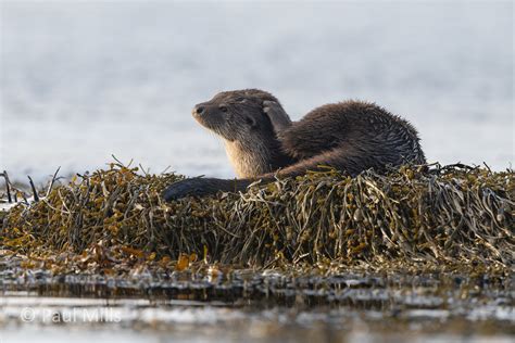 Otter Isle Of Mull Pmbrem Flickr