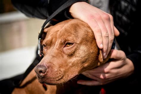 Bambino Di Anni Aggredito Da Un Pitbull All Esterno Di Un