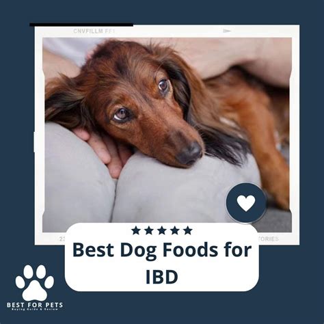 The 15 Best Dog Foods For Ibd - BestForPets.org