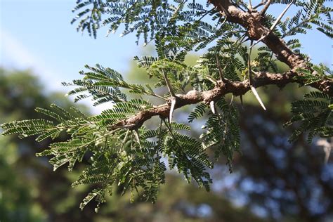 Acacia Gerrardii Rooidoring Rooibas Rooihaakdoring Swarthaakdoring