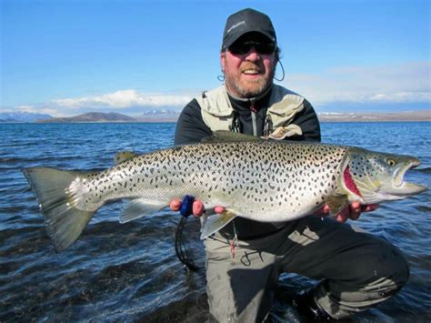 The Ice Age Brown Trout Fish Partner Fly Fishing In Iceland