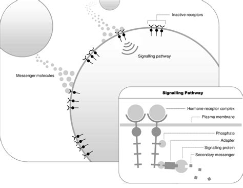 3. Initiation of a Signalling Pathway | Download Scientific Diagram 