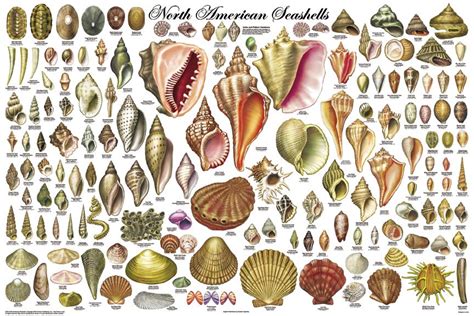 Seashells Sea Shells Seashell Identification Seashell Display