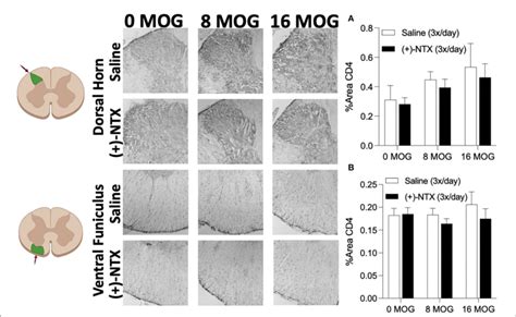 Figure E Myelin Oligodendrocyte Glycoprotein Mog Does Not Induce Download Scientific Diagram