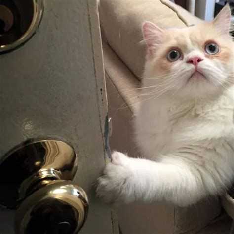 Pussy Telegram Stickers Pack