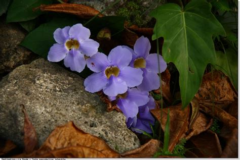 Une Plantes Tropicales Ici L Atelier Des Fleurs