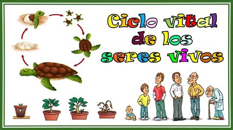 Ciclo De Vida De Los Seres Vivos Nacen Crecen Se Reproducen Y Mueren Hot Sex Picture