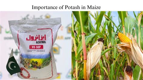 Importance Of Potash In Maize Youtube