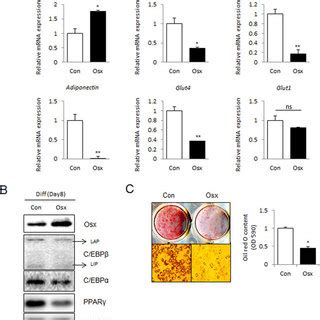 Overexpression Of Osterix Inhibits Adipogenesis In T L Cells