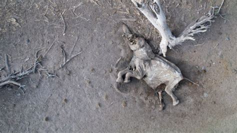 Urgent Drought Impacts Intensifying Elephants And Other Wildlife