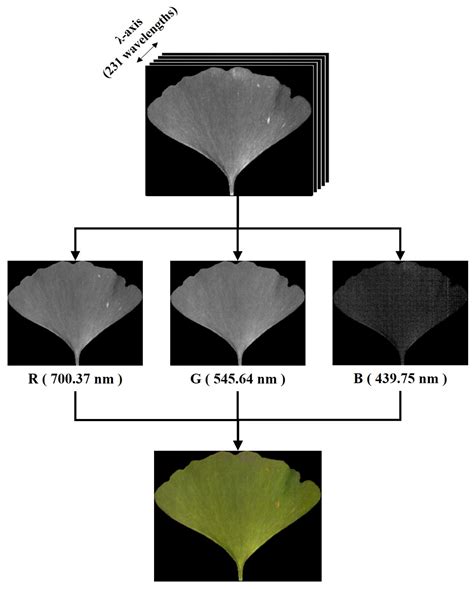 Plants Free Full Text Ginkgo Biloba Sex Identification Methods Using Hyperspectral Imaging