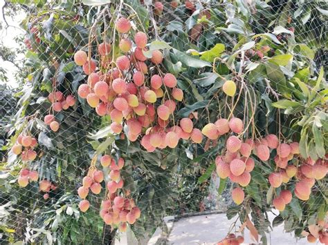 Shahi Litchi Bihar Full Sun Exposure Lichi Fruit Plant For Fruits At