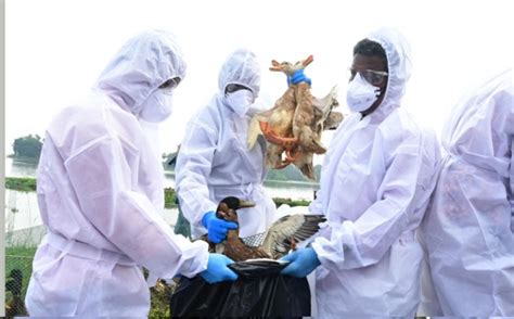 Avian Flu Outbreak Confirmed In Kerala District Ducks Culling Begins