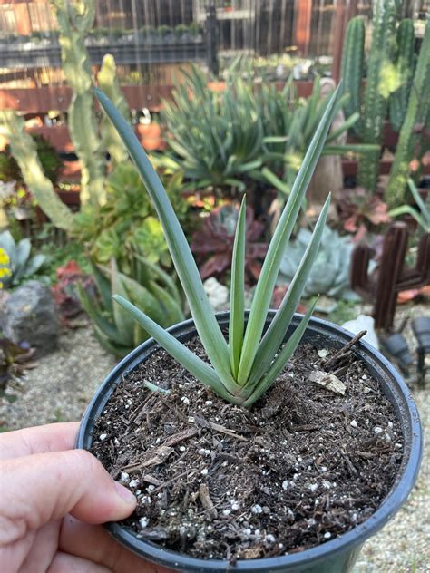 6 Fan Aloe Plicatilis AKA Kumara Plicatilis Shown In 6 Pot Etsy