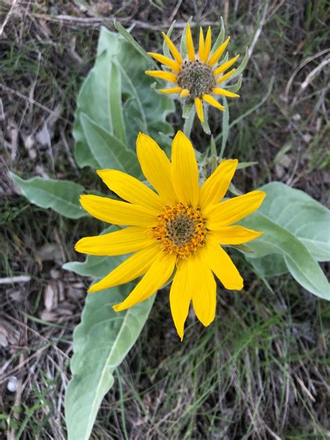 Arrowleaf Balsamroot Blooming