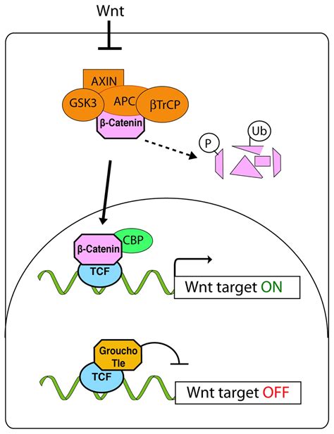 Interactions Between Sox Factors And Wntbeta Catenin Signaling In Development And Disease