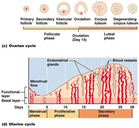 Histology Of The Human Endometrium During The Normal Cycle