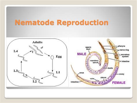 Phylum Nematoda And Other Pseudocoelomate Animals Chapter 9 Zoology