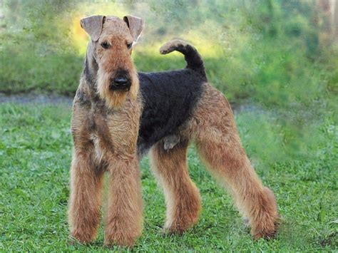 Airedale Terrier Puppies For Sale Akc Marketplace