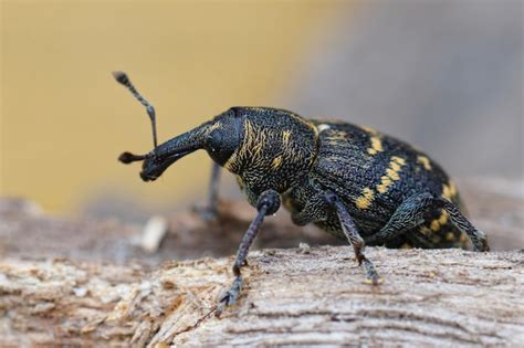 Primer Plano Del Gorgojo Grande Y Colorido Del Pino Hylobius Abietis