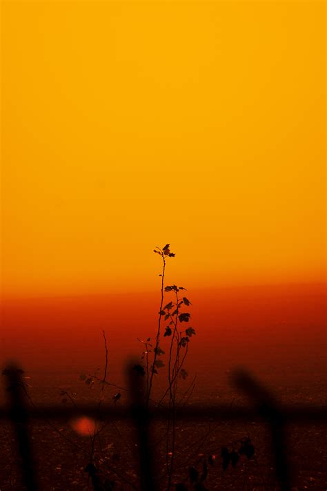 Silhouette Of Plants · Free Stock Photo