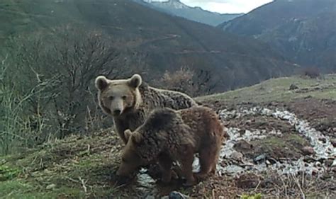 Fotokapanlarda T Rkiye Nin Yaban Hayat