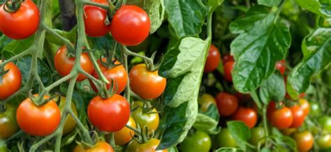 Varieties Of Indeterminate Tomatoes For Open Ground Healthy Food Near Me