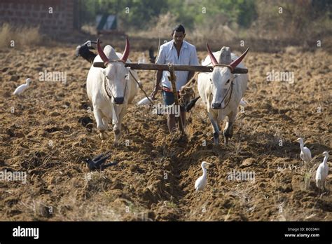 Agriculture In Goa Stock Photo Alamy