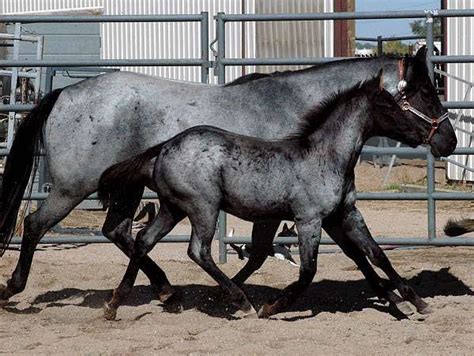 Homozygous blue roan, black , blue roan stallion , | Pretty horses ...