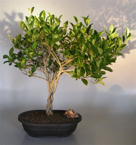 Outdoor Gardenia Bonsai Care | Fasci Garden