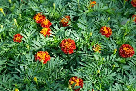 Premium Photo | Marigold flower in garden