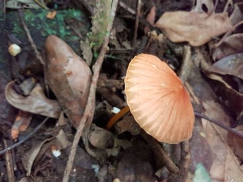 Marasmius Berteroi Gu A De Macrohongos M S Comunes De La Reserva